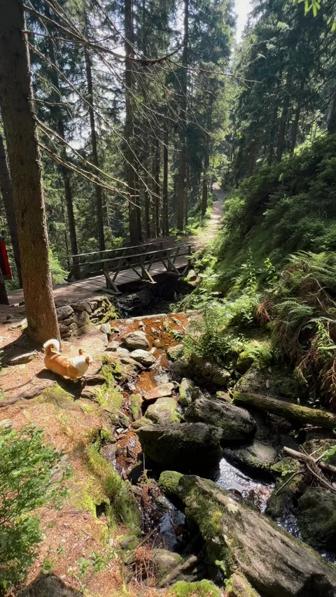 Tranquility by a forest stream with a dog and wooden bridge Stock Footage 278757162