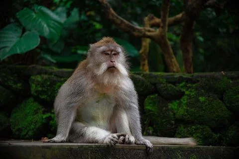 Tranquility a monkey resting in Balis sacred monkey forest Stock Photos