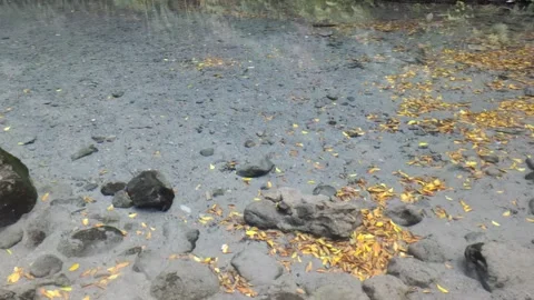 The Tranquility of A Natural Spring Pond Stock Footage 313720160