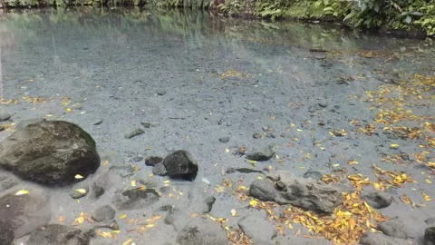 The Tranquility of A Natural Spring Pond Stock Footage 313720201