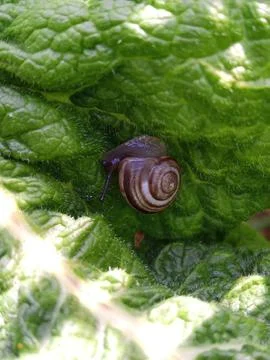 The tranquility of nature Foto stock