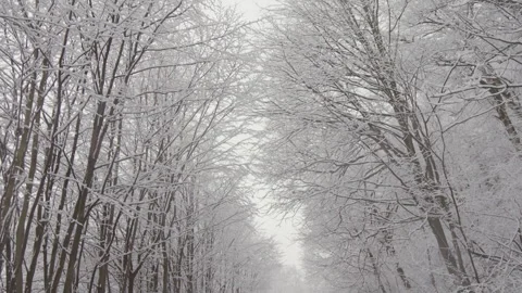 Tranquility of nature: The snow-capped forest is enveloped in winter silence Stock Footage 251306804