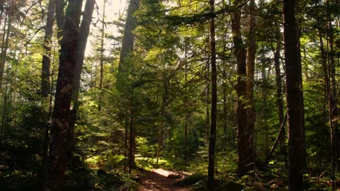 Tranquility now Stock Footage 158988154