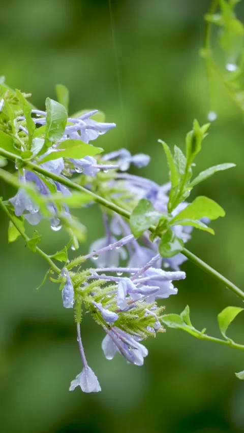 Tranquility, relaxation and freshness, soft rain spraying a plant with smal.. Stock Footage 252396996