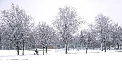 Tranquility scene of footpath with tree-lined in heavy snowfall, winter scene Stock Photos