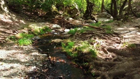 Tranquility scene in the forest near a creek, smooth motion video shot with d Stock Footage 158334755