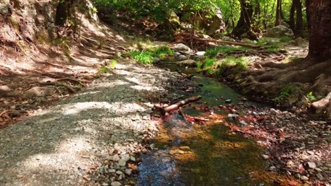 Tranquility scene in the forest near a creek, smooth motion video shot with d Stock Footage 158335004