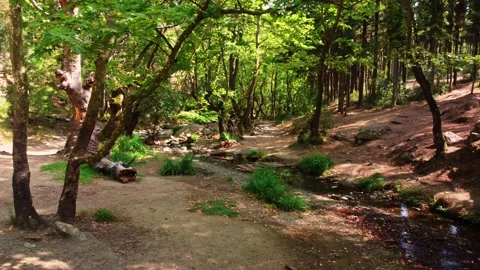 Tranquility scene in the forest near a creek, smooth motion video shot with d Stock Footage 158335747