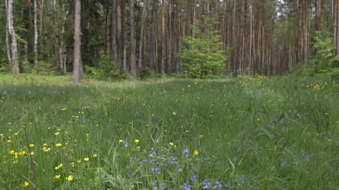 Tranquility in the spring forest, 8K Stock Footage 244413090