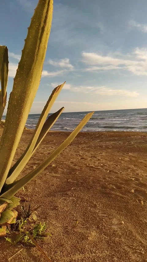 Tranquility - sunset on the empty beach with big cactus Vídeo Stock 140885669