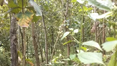 The tranquility of the tropical forest 库存影片 332924118