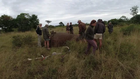 Tranquilized Elephant Exam by Wildlife Vets, Phinda Game Reserve, South Africa Stock Footage 337359538