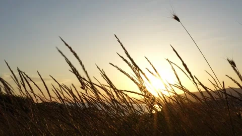 Tranquilizing wind swaying grass with sunset sky background during golden hour Video stock 278085214