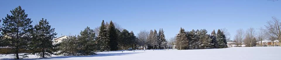 Tranquillity scene of a panoramic view of pine trees in winter park. Stock Photos
