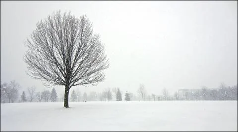 Tranquillity scene of a single maple tree in heavy snowfall, winter scenery. Stock Photos