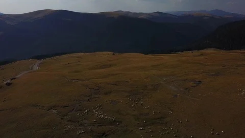 Transalpina Aerial Sheep Pulling Back 스톡 동영상 101218376