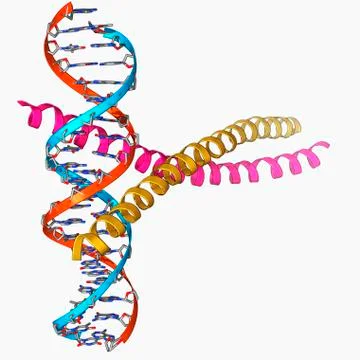 Transcription factor complexed with DNA Illustrazione stock