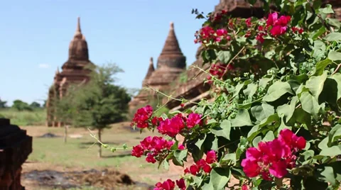 Transfer focus from pink flowers to the temples and back Video stock 34029298