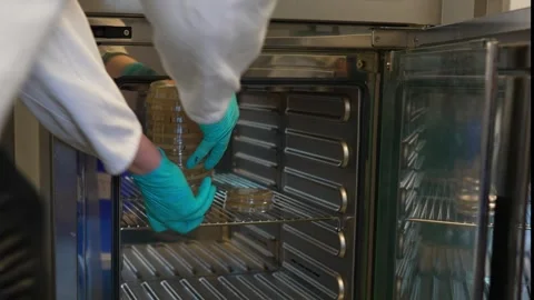 Transfer of the Petri dish with the nutrient medium to the incubator Stock Footage 263213377