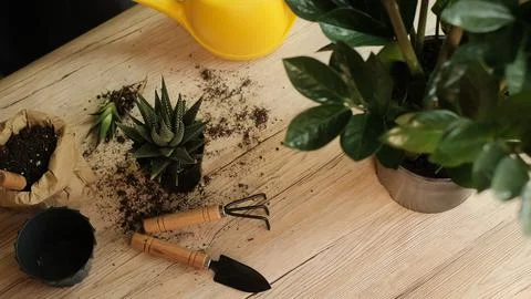 Transfer of plants to another pot, close-up of a gardener holding garden tool Stock Photos