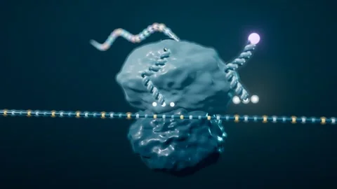 Transfer RNA Molecules Carry Colour Coded Amino Acids Across The Cytoplasm To A 스톡 동영상 344537252