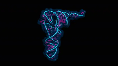 Transfer RNA, rotating cartoon model Stock Footage 46333139