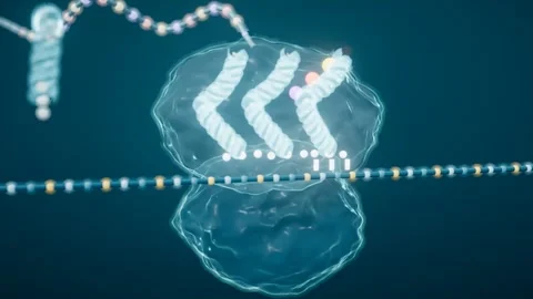Transfer RNAs Step Through The A P And E Sites Inside A Transparent Ribosome As Video stock 344537254