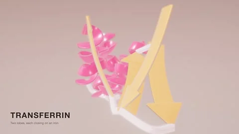 Transferrin iron transport protein structure rotating molecular loop Stock Footage 343822144