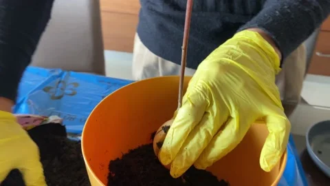 Transferring avocado seed to soil Stock Footage