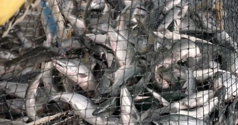 Transferring The Freshly Caught Salmon Fish On Fishing Net To The Boat. - Stock Footage 145012276