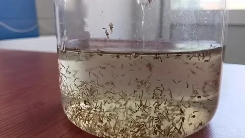Transferring Mosquito Larvae From Beaker To Sample Cell Vidéo 335472990