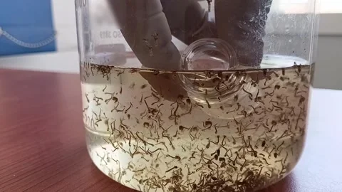 Transferring Mosquito Larvae Into Sample Cells 動画素材 335473448