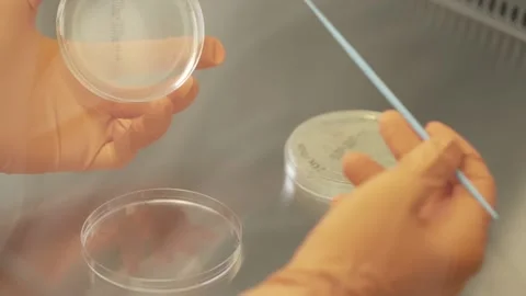 Transferring MRSA bacteria on the surface of petri dish with a round swab, Stock Footage 131304287