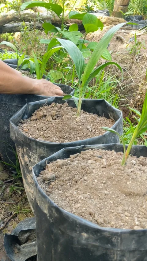 Transferring oil palm seedlings from small polybags to large polybags Stock Footage 309193370