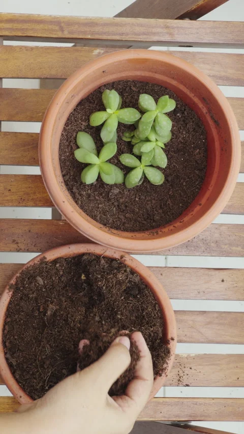 Transferring soil from one pot to another, top view of home gardening 4k video Stock Footage 282238129