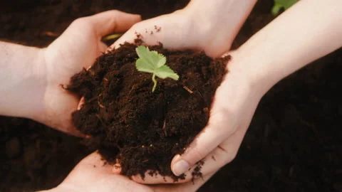 Transferring of sprout with ground from hand to hand, close-up of giving handful Stock Footage 156876141