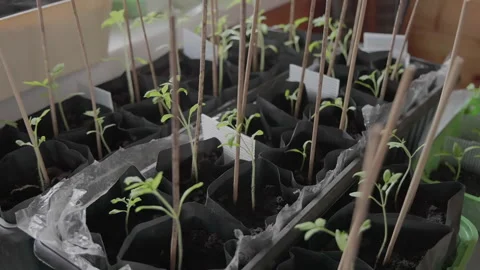 Transform Your Window Box into a Profitable Micro-Garden Stock Footage 333166507
