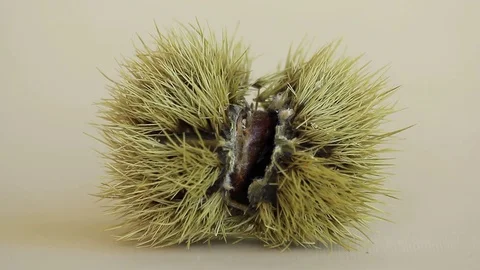 Transformation of a chestnut Stock Footage 79503118