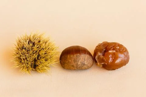 Transformation of a chestnut Stock Photos