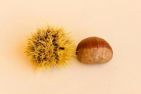 Transformation of a chestnut Stock Photos