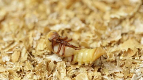 Transformation from larva to beetle, macro Video stock 127378510