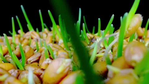 Transformation of wheat from germs to plants in time lapse Stock Footage 345453015