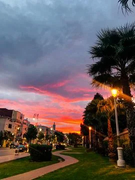 Transformative palm tree oasis in a tranquil garden setting Stock Photos