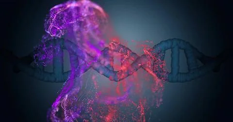 Transforming 3D DNA helix dissolving into magenta particle human form in virtual 스톡 일러스트