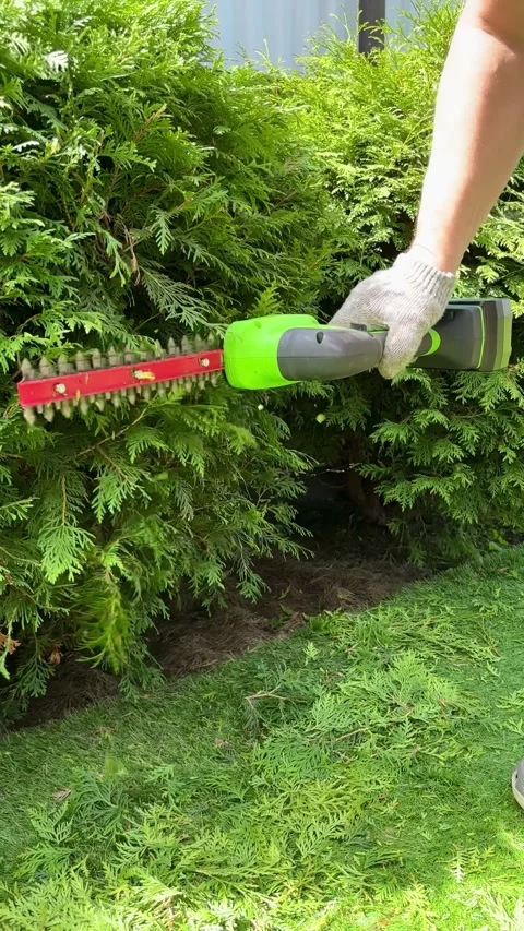 Transforming a Garden With Precise Hedge Trimming in a Lush Green Landscape Stock Footage 316543298