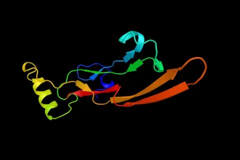 Transforming growth factor-beta 2, a secreted protein known as a cytokine t.. Stock Illustration