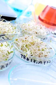 Transgenic Stock Photos