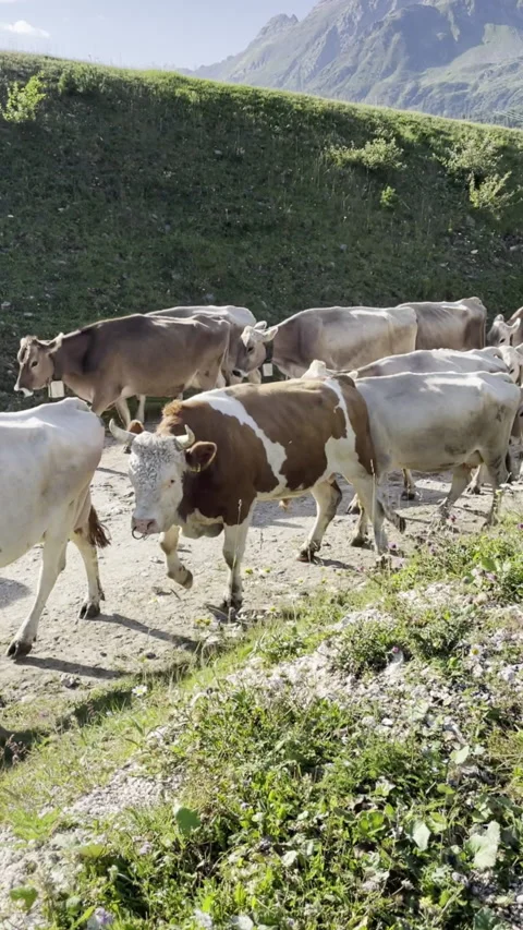 Transhumance of cows with a bull Stock Footage 221854256