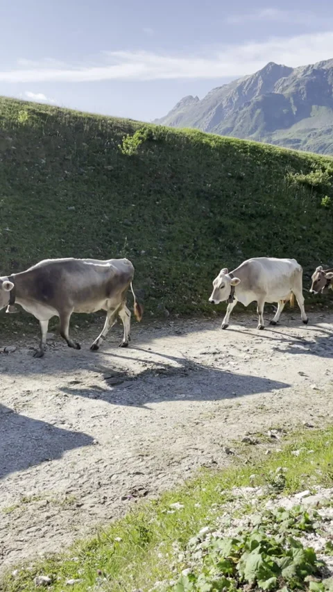 Transhumance of cows in the high mountains Stock Footage 221854296