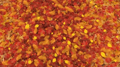 Transition from autumn leaves Stock Footage 80482692